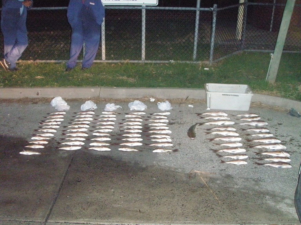 Illegal snapper hidden in boats &copy; Fisheries Victoria http://www.dpi.vic.gov.au